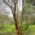 Acer griseum Habitus