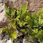 Hemionitis myriophylla Habit