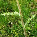 Senecio gallicus Rinde