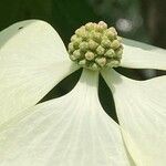 Cornus kousa Flor