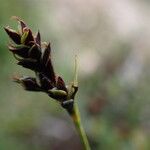 Carex gracilenta