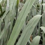 Phragmites australis Blatt