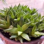 Haworthia marumiana Yaprak