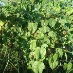 Ipomoea alba Blatt