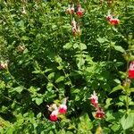 Salvia microphyllaFiore