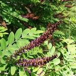 Amorpha fruticosa Fulla