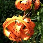 Lilium lancifolium Kwiat