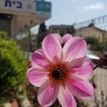 Dahlia merckii Flower