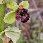 Ophrys bombyliflora 花