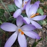 Crocus tommasinianus Fleur