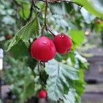 Sorbus latifolia Frukt