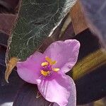 Tradescantia pallida Květ