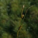 Carex distans Flower