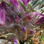 Astragalus tricholobus Blomst