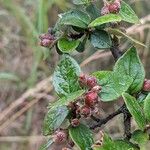 Cotoneaster dielsianus ഫലം