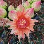 Ferocactus wislizeni Квітка