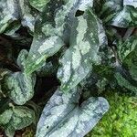 Asarum splendens 葉