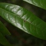 Anaxagorea dolichocarpa Leaf