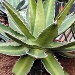 Agave lophantha Характер