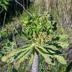 Aeonium pseudourbicum Plante entière