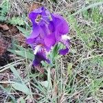 Iris lutescens Kwiat
