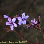 Plumbago europaea Flor