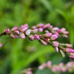 Persicaria punctata Lorea