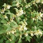 Osmanthus decorus Blüte