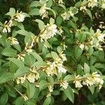 Osmanthus decorus Квітка