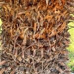 Cycas revoluta 樹皮