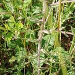 Jasione montana Leaf