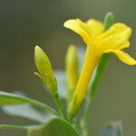 Chrysojasminum odoratissimum Fleur