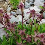 Campanula saxifraga Квітка