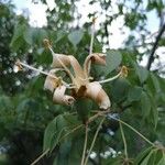 Ceiba aesculifolia 花