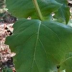 Silphium perfoliatum Yaprak