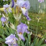 Iris × germanicaÕis