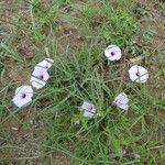 Ipomoea oenotherae Hábito