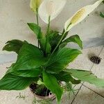 Spathiphyllum wallisiiLeaf