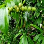 Marcgravia umbellata Hábito
