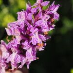 Dactylorhiza urvilleana Flower