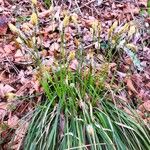 Carex umbrosa Квітка