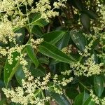 Ligustrum lucidumЦветок