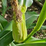 Zea mays Frucht