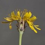 Microseris cuspidata Flower