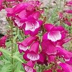 Penstemon hartwegii Flower