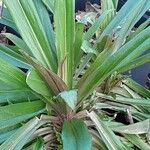 Digitalis ferruginea Leaf