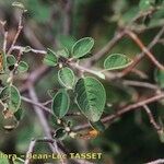 Cotoneaster nebrodensis Other