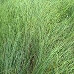 Juncus inflexusبرگ