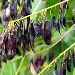 Isatis tinctoria Fruit