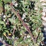 Chenopodium betaceum Кара